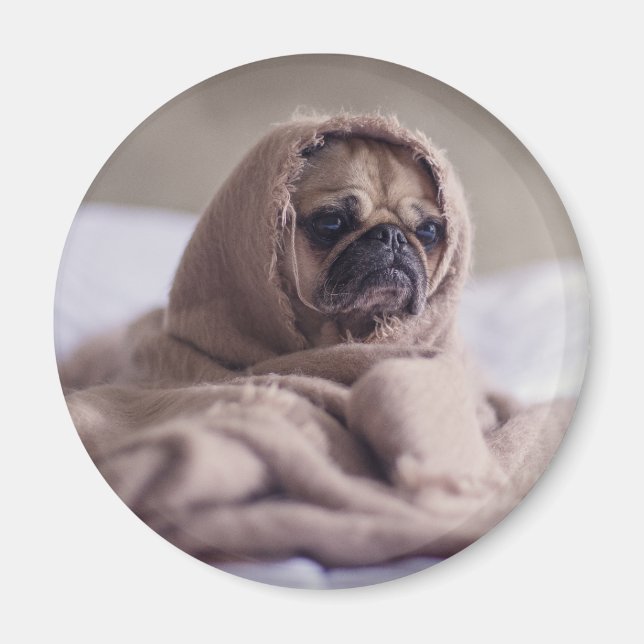 Hundshunde Magnet (Vorne)