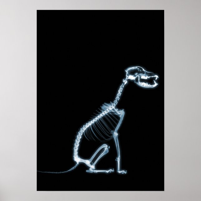 HUNDSITZUNG RÖHRLICHER SKELETON - BLAU & SCHWARZ POSTER (Vorne)