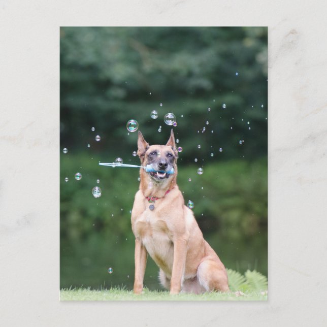 Hundtrick: Seifenblasen Postkarte (Vorderseite)