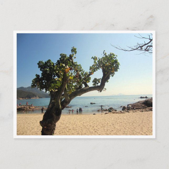 Hung-Shing-Yeh-Strand Baum Postkarte (Vorderseite)