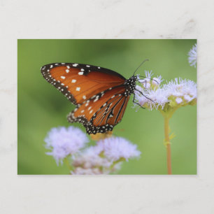 Hungarmonarch Butterfly Postkarte
