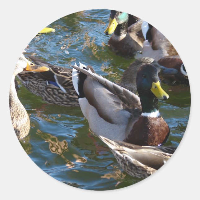 Hungerducks Runder Aufkleber (Vorderseite)