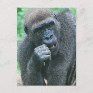 Hungerfestungen Gorilla Club Postkarte