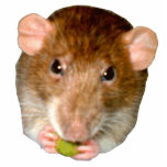 Hungerrat Foto-Skulptur Freistehende Fotoskulptur<br><div class="desc">Diese Fotoskulptur zeigt eine bezaubernde kleine Dumbo-Ratte,  die sicherlich ihre leckeren Leckereien genießt.</div>