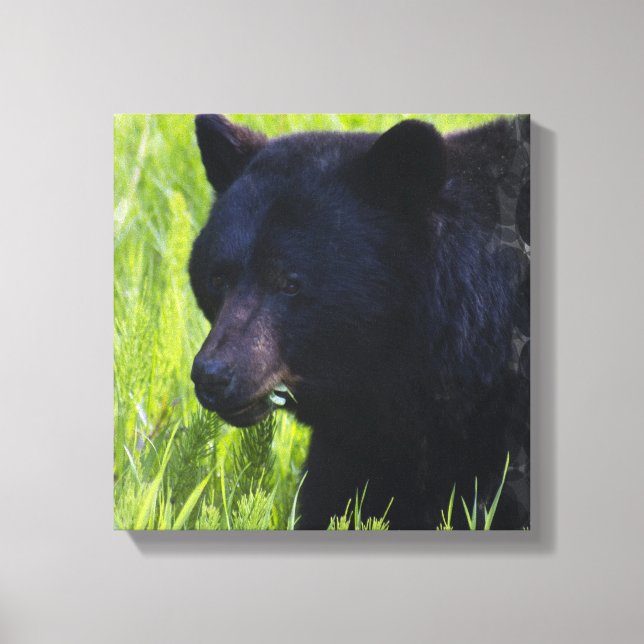 Hungerschwarzer Bär Canvas Print Leinwanddruck (Vorderseite)