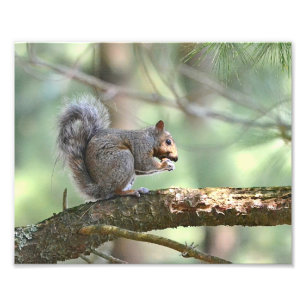 Hungriechhörnchen Foto Print