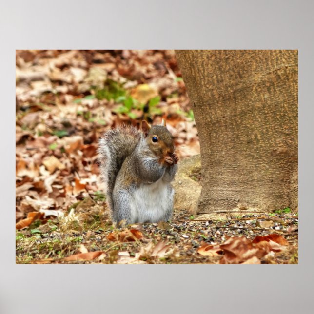 Hungriechrel Poster (Vorne)