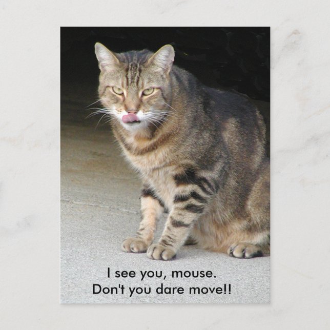 Hungrige Katzen-Postkarte Postkarte (Vorderseite)
