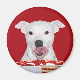 Hungriges weißes pitbull magnet