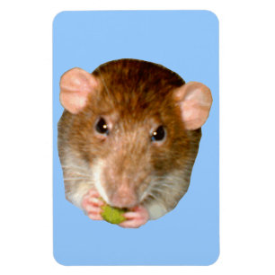 HungriRat Premium Magnet
