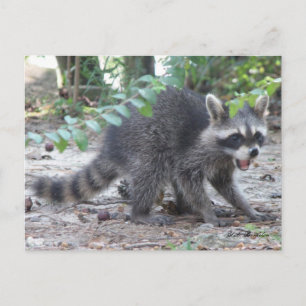 Hungry Baby Raccoon Postkarte