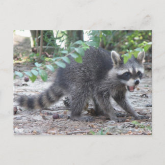 Hungry Baby Raccoon Postkarte