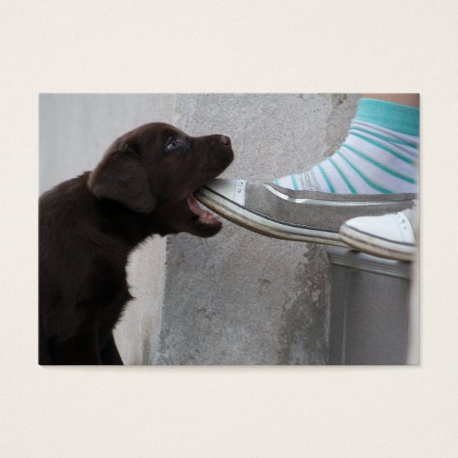 Hungry Brown Labrador Puppy (Vorderseite)