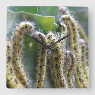 Hungry Cabbage White Caterpillars Wall Clock Quadratische Wanduhr