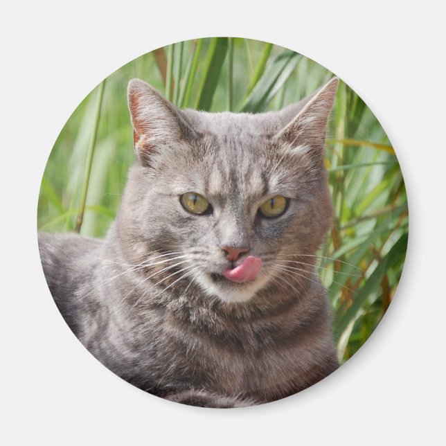 Hungry Cat Magnet (Vorne)