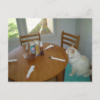 Hungry Cat Postkarte