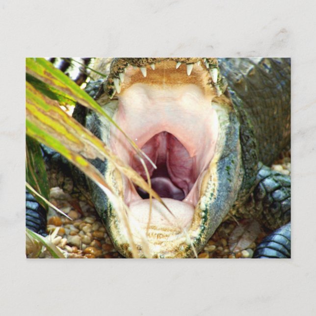 Hungry Gator Postkarte (Vorderseite)