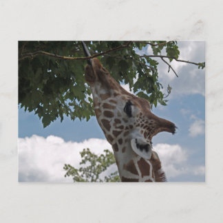 Hungry Giraffe Postkarte