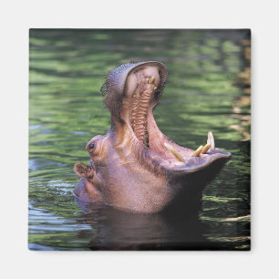 Hungry Hippo Magnet