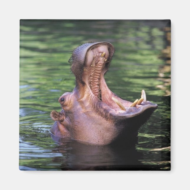 Hungry Hippo Magnet (Vorne)