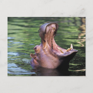 Hungry Hippo Postkarte
