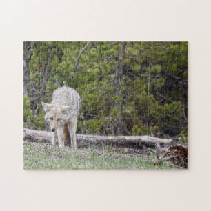 Hungry Like a Wolf - Yellowstone - 11x14 - 252 pc Puzzle