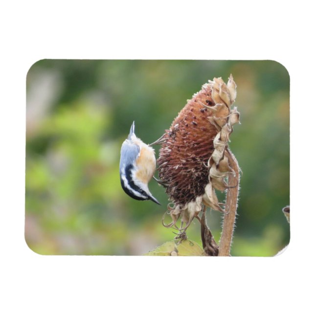 Hungry Nuthatch Magnet (Horizontal)