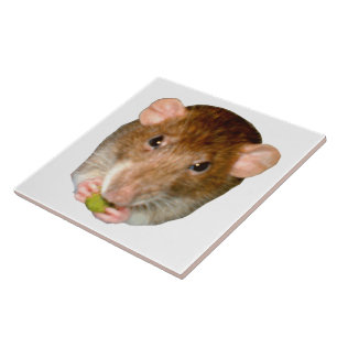 Hungry Rat Tile Fliese