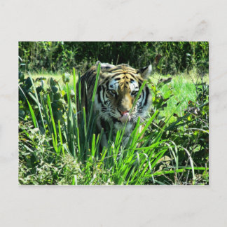 Hungry Tiger Postkarte