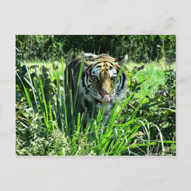 Hungry Tiger Postkarte (Vorderseite)