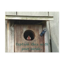 Hungy Baby Bird Sparrow Foto Postkarten