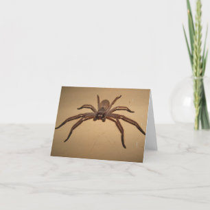 Huntsman Spider Karte