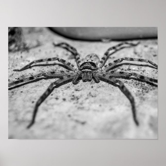 Huntsman Spider Poster (Vorne)