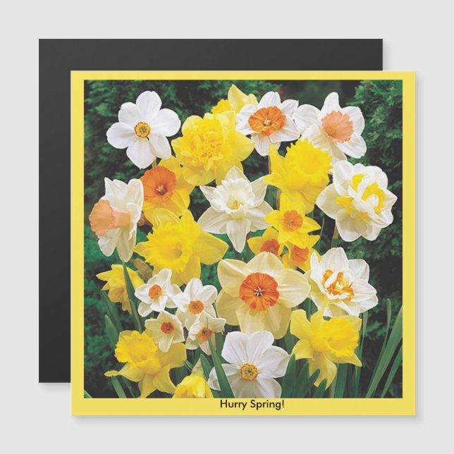 Hurry Spring Daffodil Kühlschrank Magnet (Vorne/Hinten)
