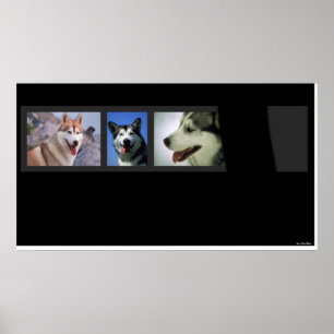 Huskies drucken poster