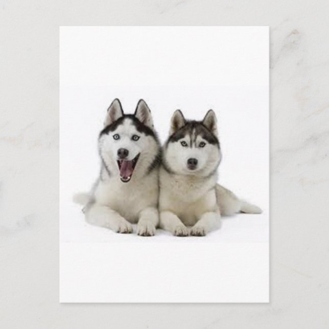 Huskies Postkarte (Vorderseite)
