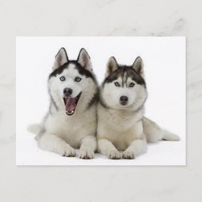 Huskies Postkarte (Vorderseite)