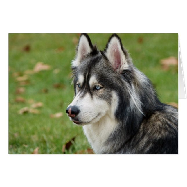 Husky (Vorderseite (Horizontal))