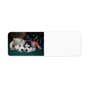 Husky-Adresse lables