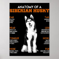 Husky | Anatomie sibirischer Hunde