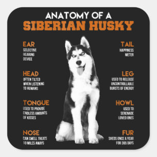 Husky   Anatomie sibirischer Hunde Quadratischer Aufkleber