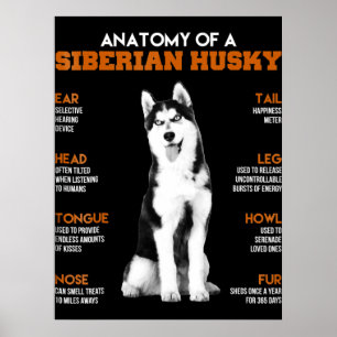 Husky  Anatomie von sibirischen Husky - Hunden Poster