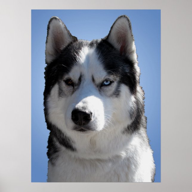 Husky Art Print Sled Dog Art Poster Husky Geschenk (Vorne)