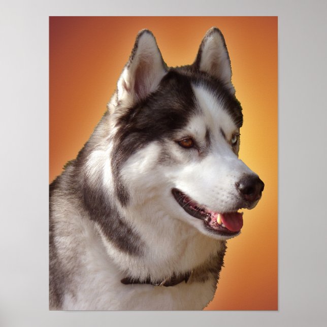 Husky Art Print Sled Dog Art Poster Husky Geschenk (Vorne)