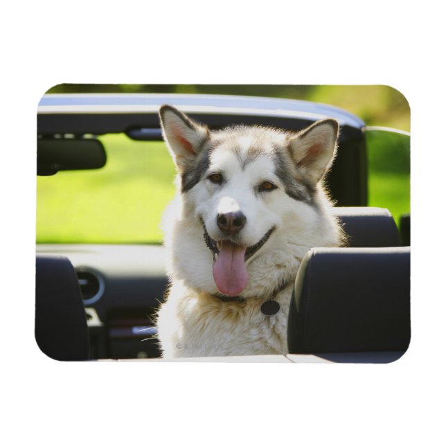 Husky auf einer Fahrt Magnet (Horizontal)