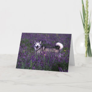 Husky Birthday Card Karte