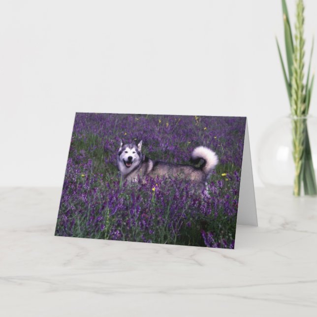 Husky Birthday Card Karte (Vorderseite)