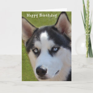 Husky Birthday Card Karte