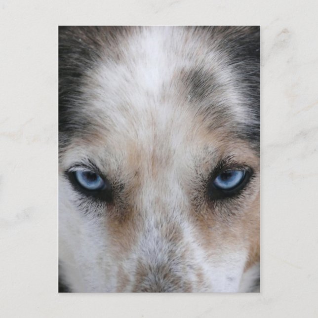 Husky-blaue Augen Postkarte (Vorderseite)