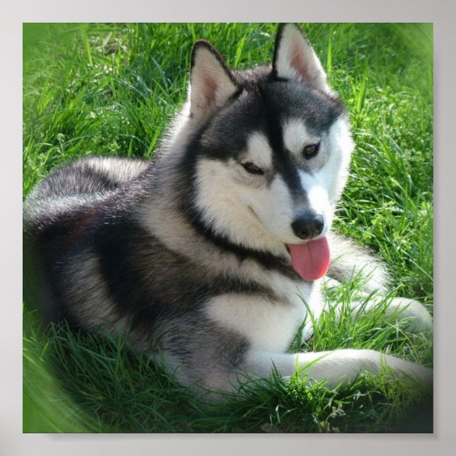 Husky Canvas Print Poster (Vorne)